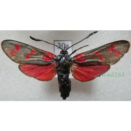 Zygaena filipendulae (Linnaeus, 1758) Kraśnik sześcioplamek Czech30a